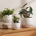 White Ceramic Plant Pots Set of 3