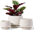 Beige Ceramic Plant Pots Set of 3